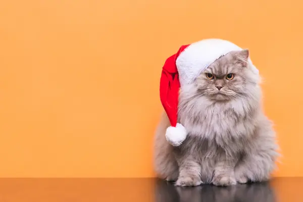 What do you call a cat who loves Christmas?