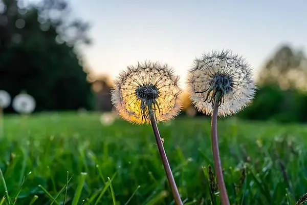 What did one dandelion say to the other dandelion?