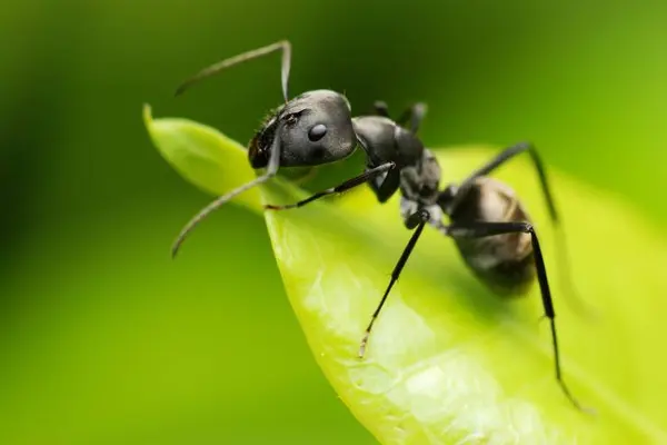 What medicine would you give an ill ant?