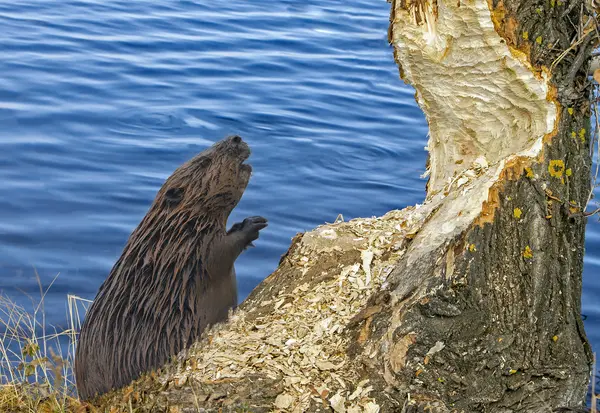 12 Nature Jokes to Leaf You in Stitches