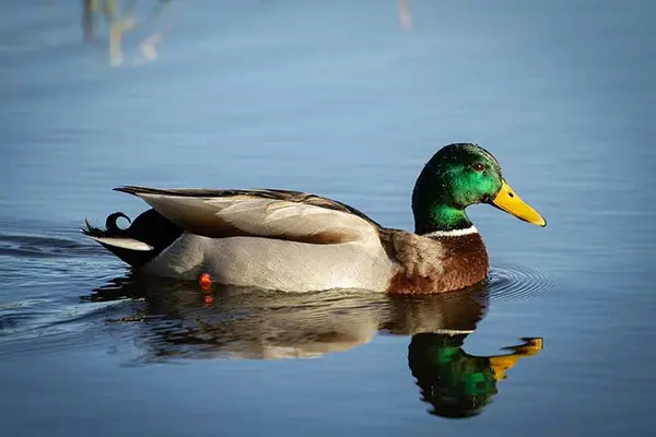 What do ducks get after they eat?