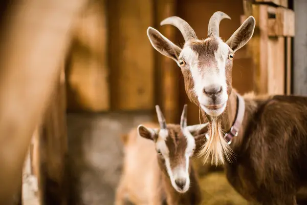 What do goats and moms have in common?