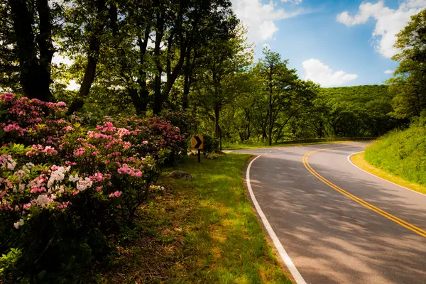 Where should you plant flowers along the road?