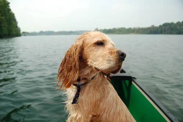 How to you navigate a canoe filled with puppies?
