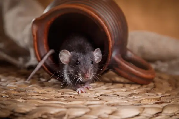 How do mice celebrate when they move home?