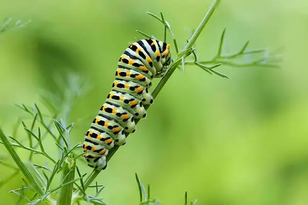 What does a caterpillar do on New Years Day?