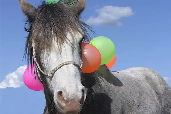 Why was the horse so bad at dressage?