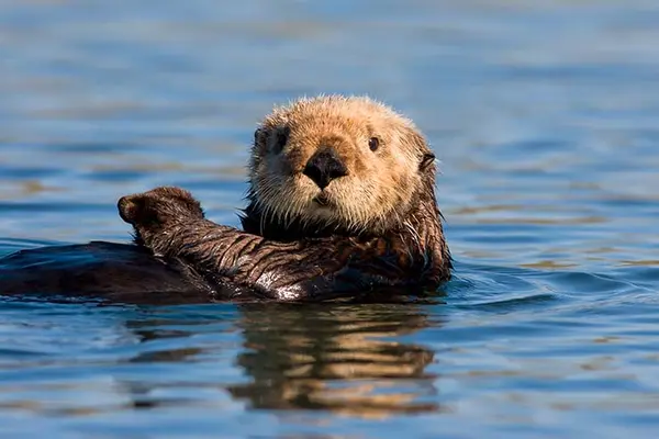 What did the momma sea otter say to her ornery children?