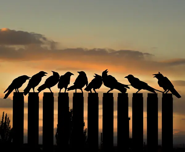 Which bird is the least afraid of fire?