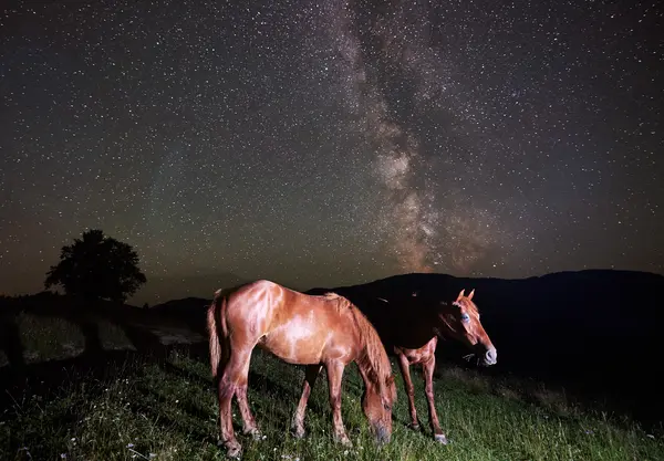 How do horses navigate at night?