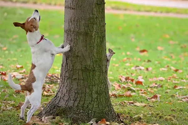 What's the difference between a dog and a tree?