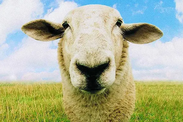 What Do You Call a Sheep Covered in Chocolate?