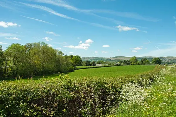 Why is shrubbery so bad at being direct with people?