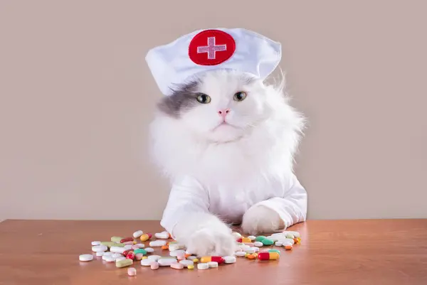 Why did the cat go to medical school?