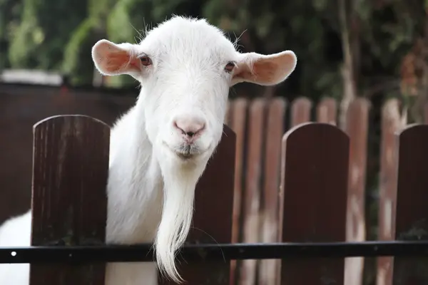 11 Goat Jokes You Can't Bleat