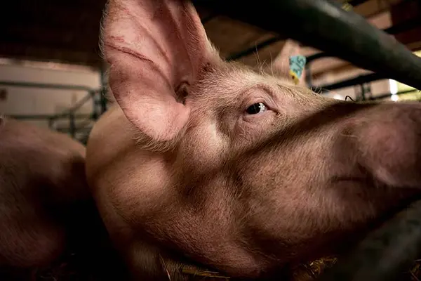 What do you give a sick pig?