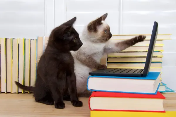 Why do cats love to work?