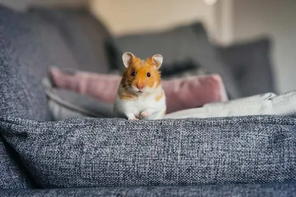 Where do hamsters come from?