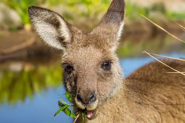 Where do kangaroos like to eat?