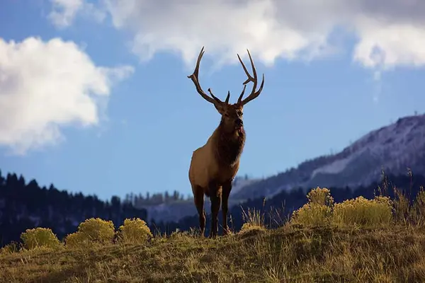What is an elk's favorite dessert?