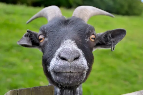 Why are goats so funny?