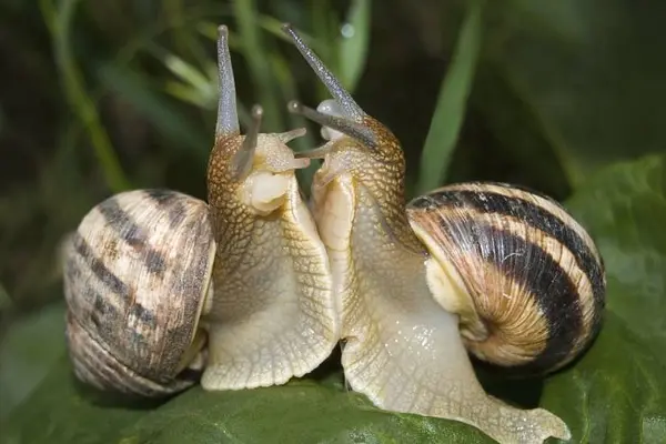 What do you do when two snails fight?