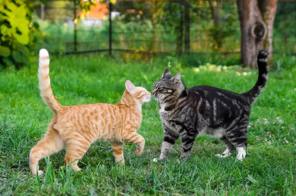 What do you call an argument where two cats are too proud to concede?