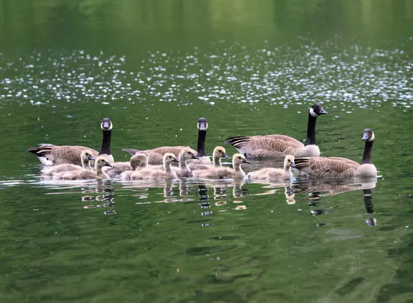 Why were the geese's children so self-conscious?