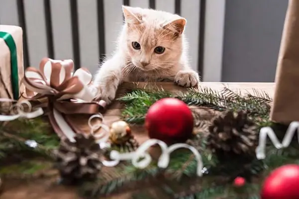 Who delivers the cat's Christmas presents?