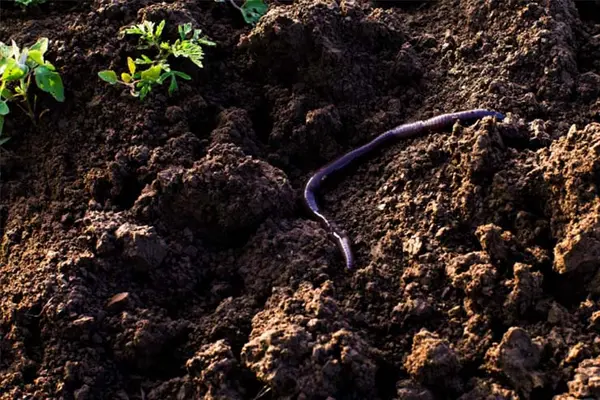 What's a worm's favorite holiday?