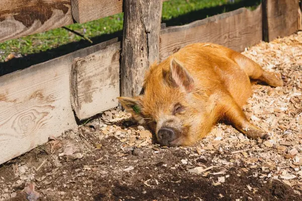 Why did the pig stop sunbathing?