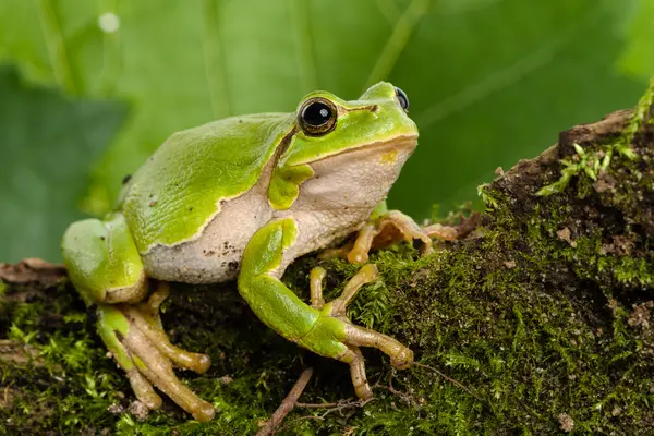 What did the waiter ask the frog?