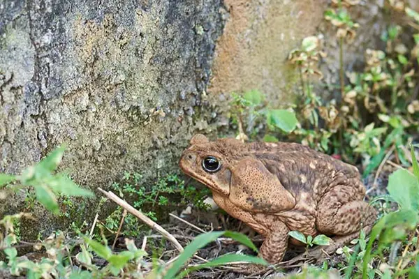 How did the toad die?