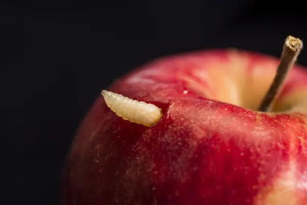 Who is the worm's Prime Minister?