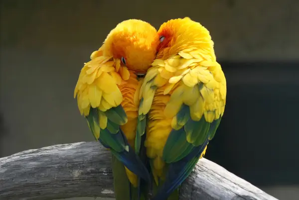 What do you call two birds in love?