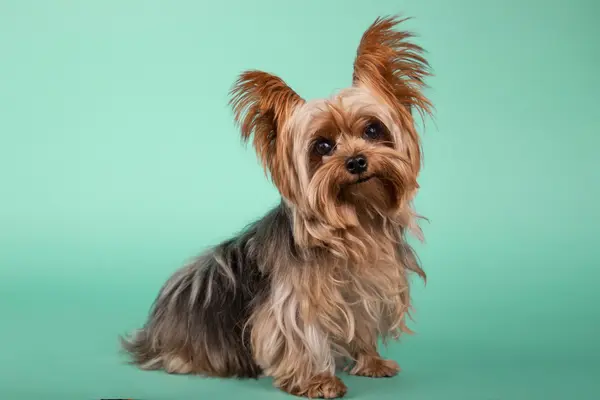 Why did the Yorkie make a bad watchdog?