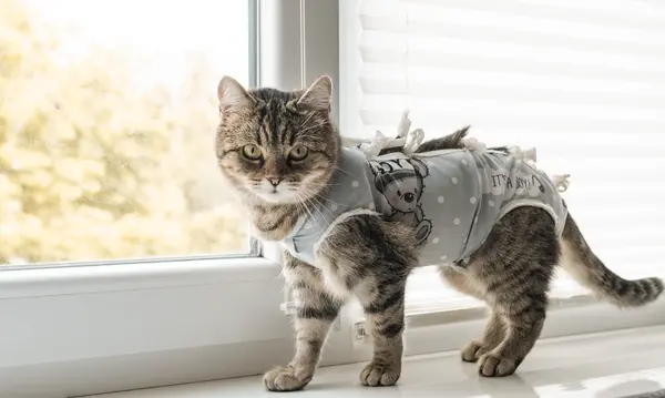 What did the cats name their clothing brand?