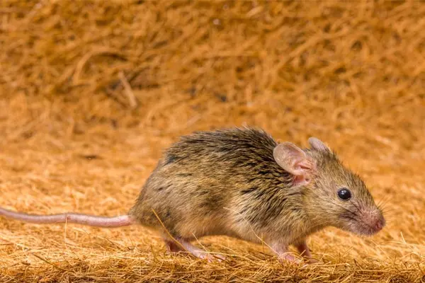 Why do rodents make the best runners?
