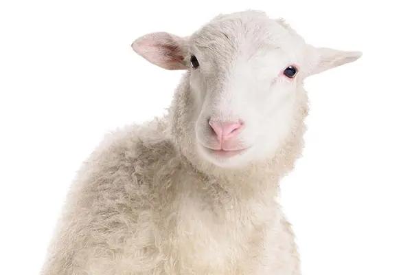 Which singer loves to groom sheep?