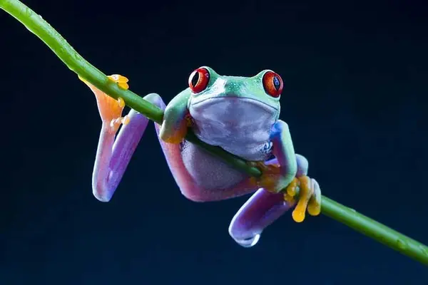 Why are frogs always so happy?