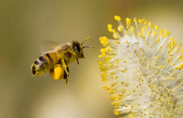 Why is a bee's hair always sticky?