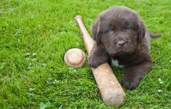 Why do so many dogs join baseball teams?