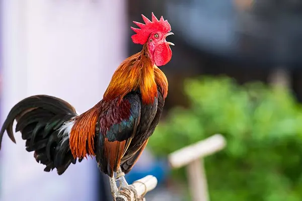 What do you call a rooster who wakes you up at the same time every morning?