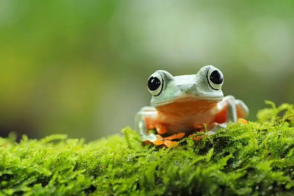 Why is a frog luckier than a cat?