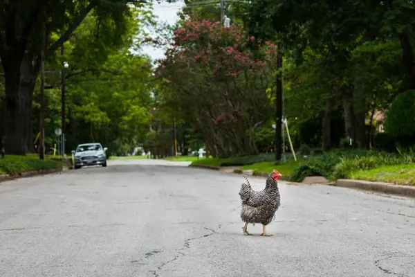 Why didn't the chicken cross the road?