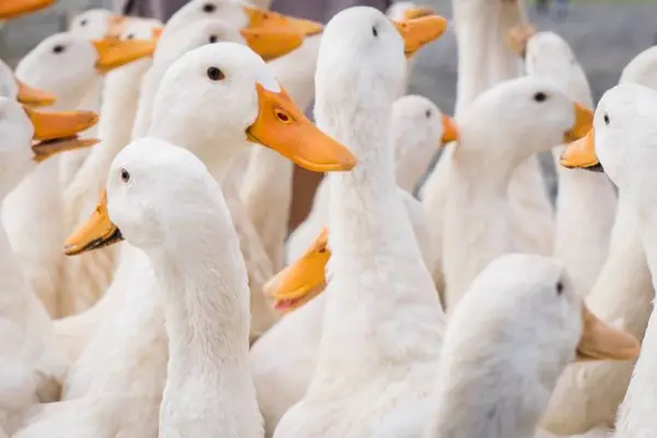 What do you call a crate of ducks?