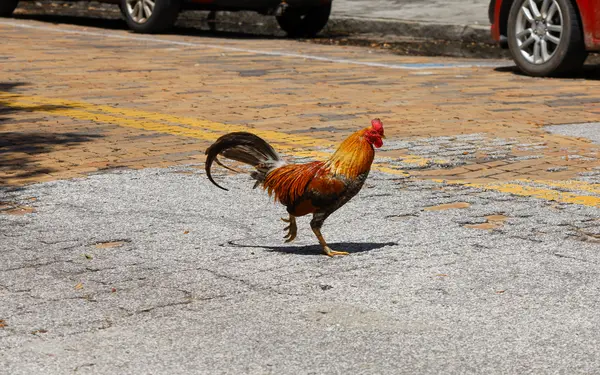 Why did the chicken walk across the street?