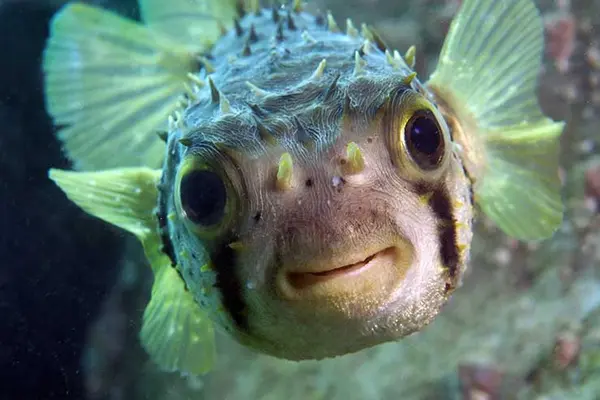 What's the difference between a guitar and a fish?