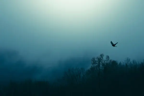 What did the baby bird say on Halloween?