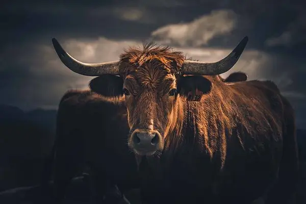 What kind of bull doesn't have horns?